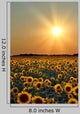 Sunflower Field Wall Mural