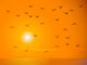 Flying Birds Against Orange Sunset Wall Mural