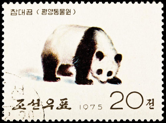 Giant Panda Ailuropoda Melanoleuca