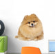 Pomeranian spitz in studio Wall Decal