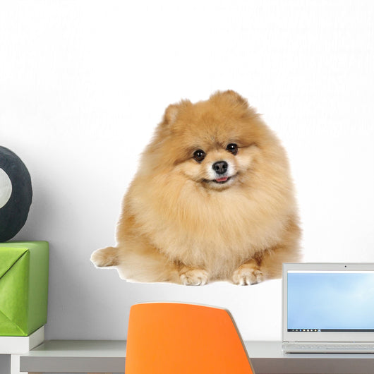 Pomeranian spitz in studio Wall Decal