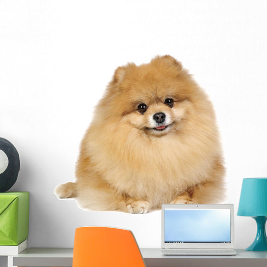 Pomeranian spitz in studio Wall Decal
