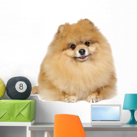 Pomeranian spitz in studio Wall Decal