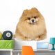 Pomeranian spitz in studio Wall Decal