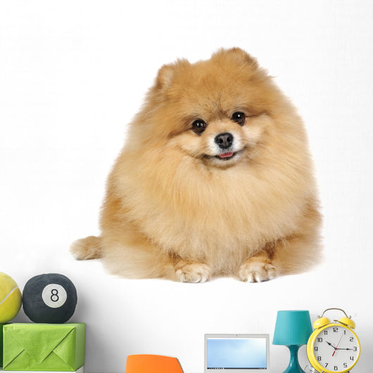 Pomeranian spitz in studio Wall Decal