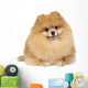 Pomeranian spitz in studio Wall Decal