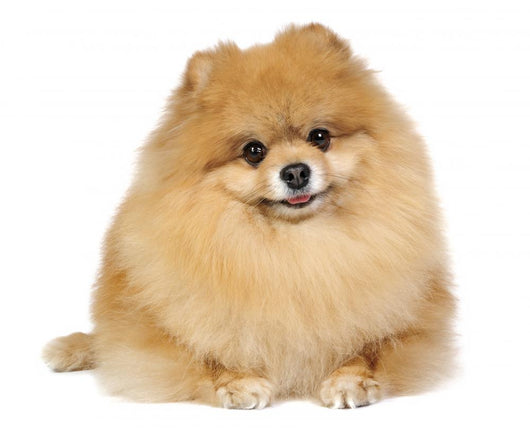 Pomeranian spitz in studio Wall Decal