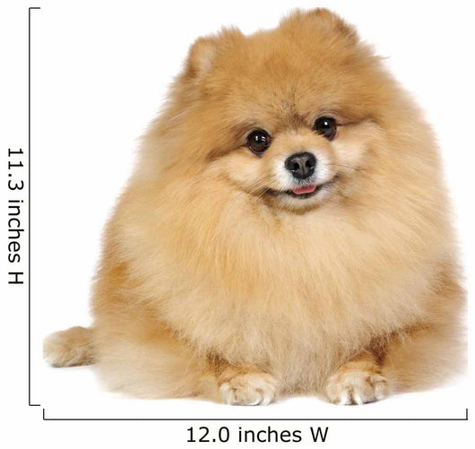 Pomeranian spitz in studio Wall Decal