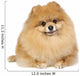 Pomeranian spitz in studio Wall Decal