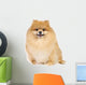 Pomeranian spitz in studio Wall Decal