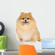Pomeranian spitz in studio Wall Decal