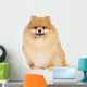 Pomeranian spitz in studio Wall Decal