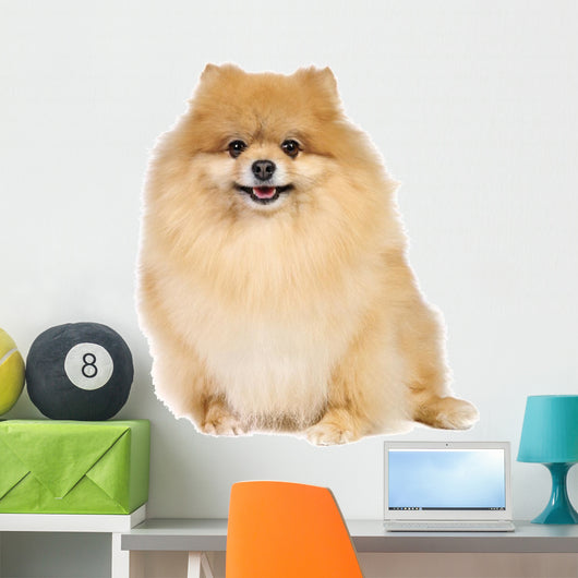 Pomeranian spitz in studio Wall Decal