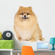 Pomeranian spitz in studio Wall Decal