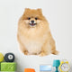 Pomeranian spitz in studio Wall Decal