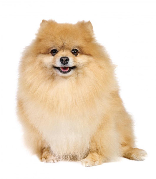 Pomeranian spitz in studio Wall Decal