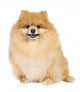 Pomeranian spitz in studio Wall Decal