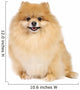 Pomeranian spitz in studio Wall Decal