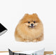 Pomeranian spitz in studio Wall Decal