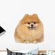 Pomeranian spitz in studio Wall Decal
