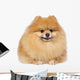 Pomeranian spitz in studio Wall Decal