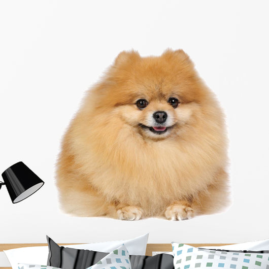 Pomeranian spitz in studio Wall Decal