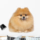 Pomeranian spitz in studio Wall Decal