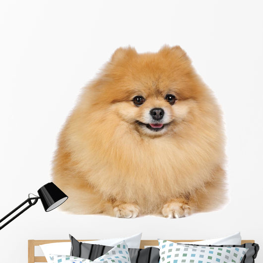 Pomeranian spitz in studio Wall Decal