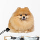 Pomeranian spitz in studio Wall Decal