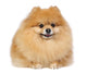 Pomeranian spitz in studio Wall Decal