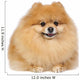Pomeranian spitz in studio Wall Decal