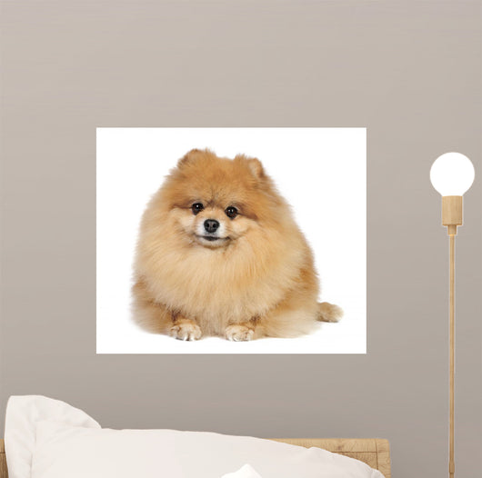 Pomeranian spitz in studio Wall Mural