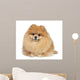 Pomeranian spitz in studio Wall Mural