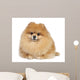 Pomeranian spitz in studio Wall Mural