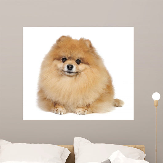 Pomeranian spitz in studio Wall Mural