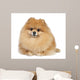 Pomeranian spitz in studio Wall Mural