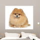 Pomeranian spitz in studio Wall Mural