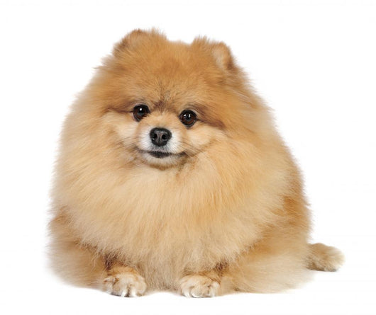 Pomeranian spitz in studio Wall Mural