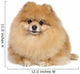 Pomeranian spitz in studio Wall Mural