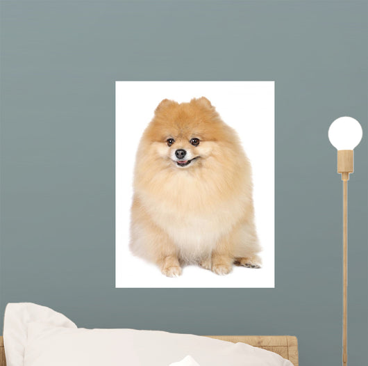 Pomeranian spitz in studio Wall Mural