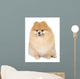 Pomeranian spitz in studio Wall Mural