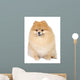 Pomeranian spitz in studio Wall Mural