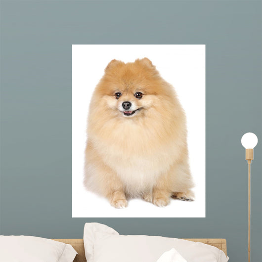 Pomeranian spitz in studio Wall Mural