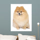 Pomeranian spitz in studio Wall Mural
