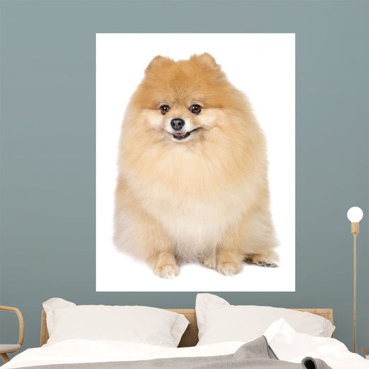 Pomeranian spitz in studio Wall Mural