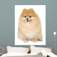 Pomeranian spitz in studio Wall Mural