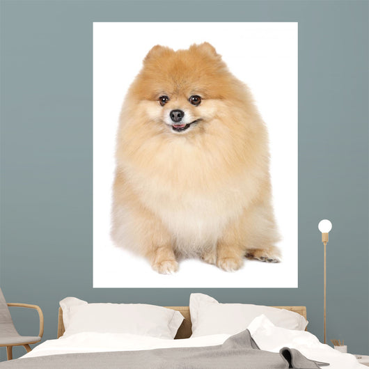 Pomeranian spitz in studio Wall Mural