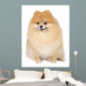 Pomeranian spitz in studio Wall Mural