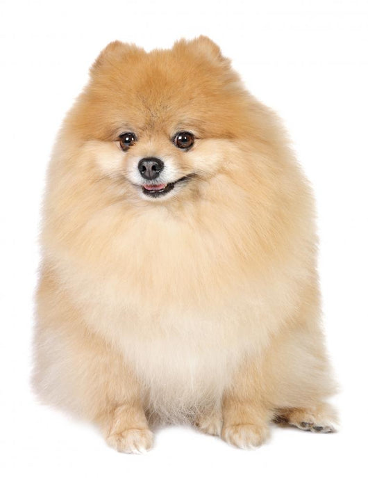 Pomeranian spitz in studio Wall Mural