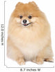 Pomeranian spitz in studio Wall Mural